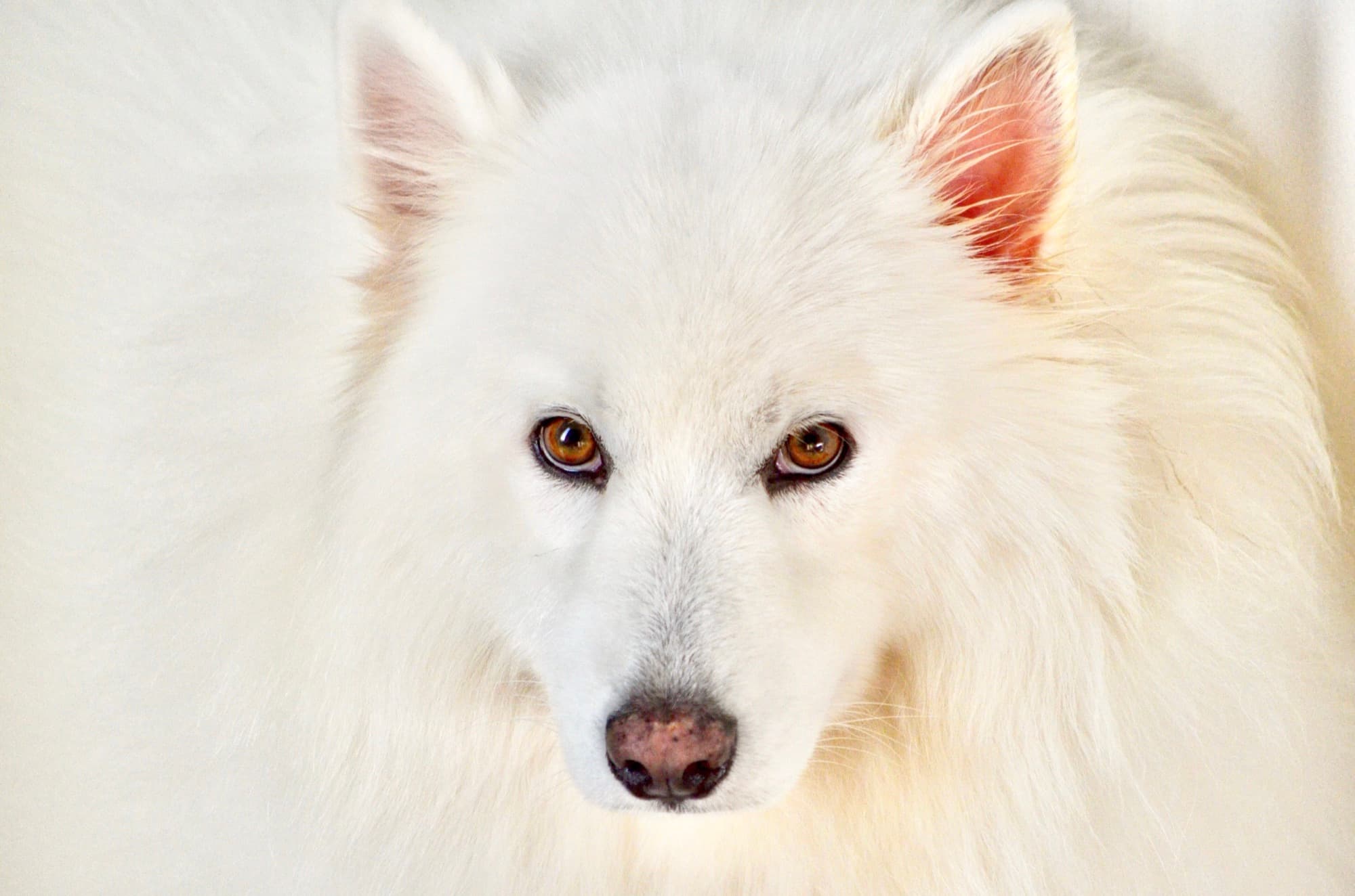 White dog portrait