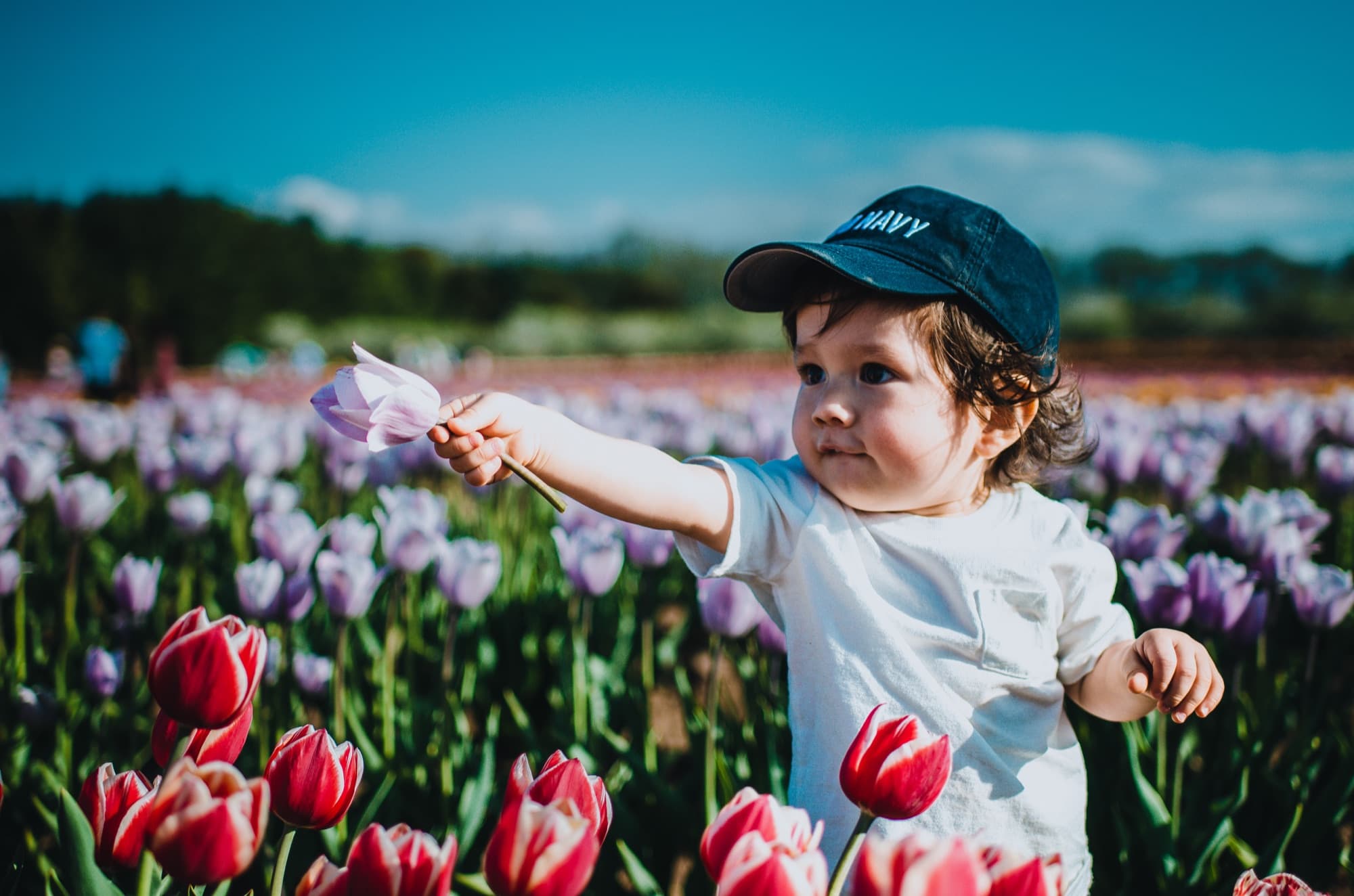 Toddler in a tulip field