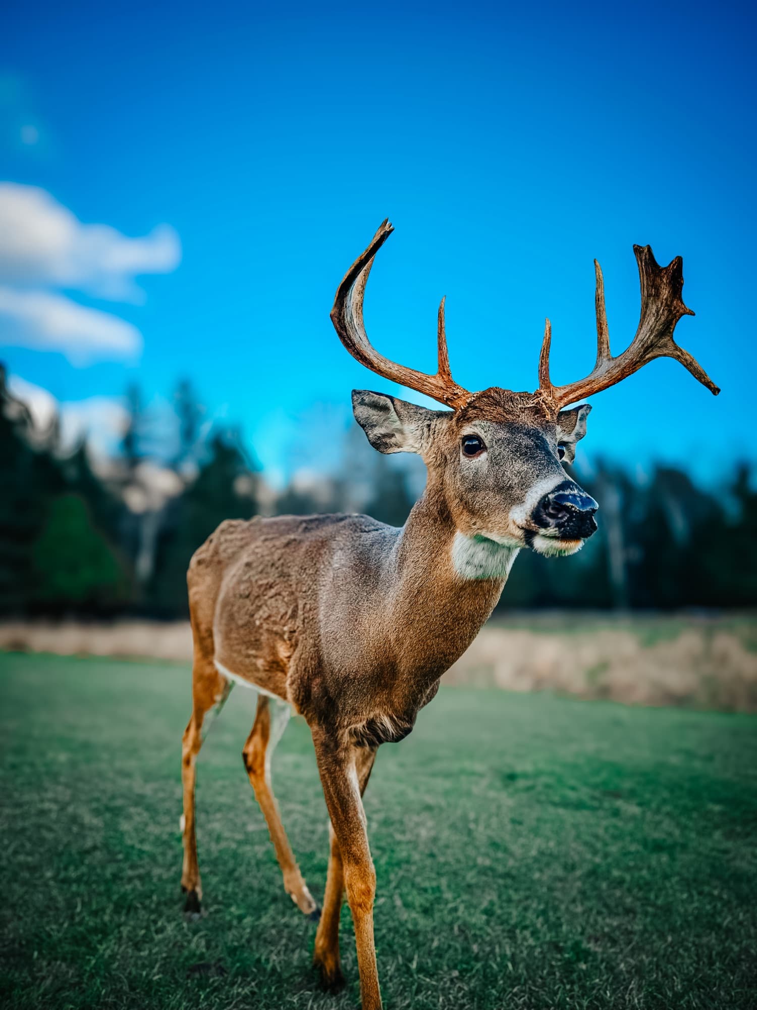 Deer portrait