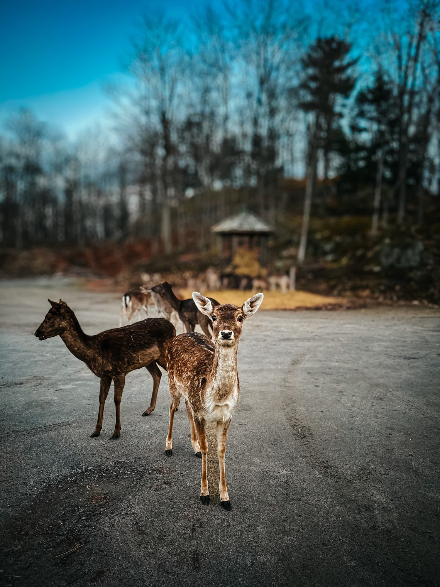 Deer family in a park